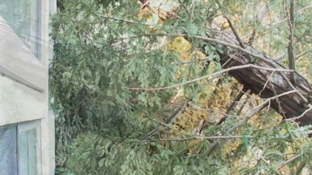 (31) Another Redwood FAILURE смотреть онлайн