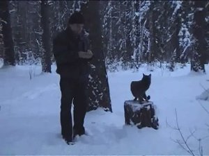 Кот Васька в зимнем лесу по снегу  пробирается к машине.