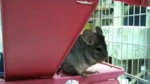 Шиншилка в магазине для животных))