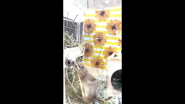 Cute Degu; a Wonderful Pet смотреть онлайн