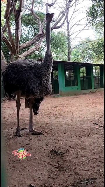 Emu make sound #travelagain #animals #pets #birds #forest смотреть онлайн