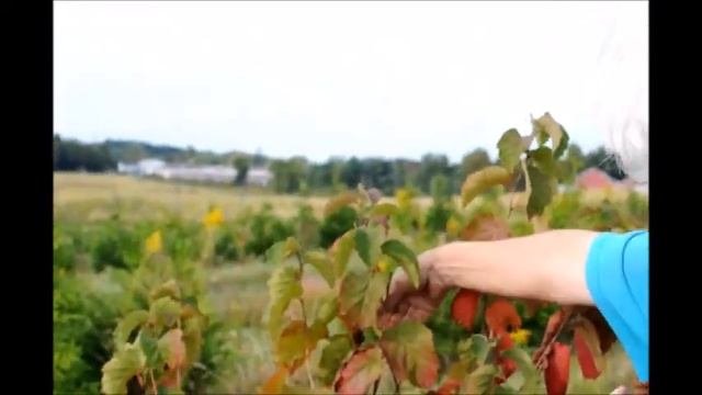 Collecting Hazel Nuts from Our Bushes in Bucks County смотреть онлайн