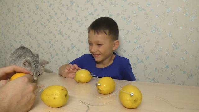 Зажгли свет от лимонов! смотреть онлайн