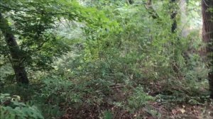 How to Kill Weeds and Poison Ivy with Recycled Vinegar, Part 1