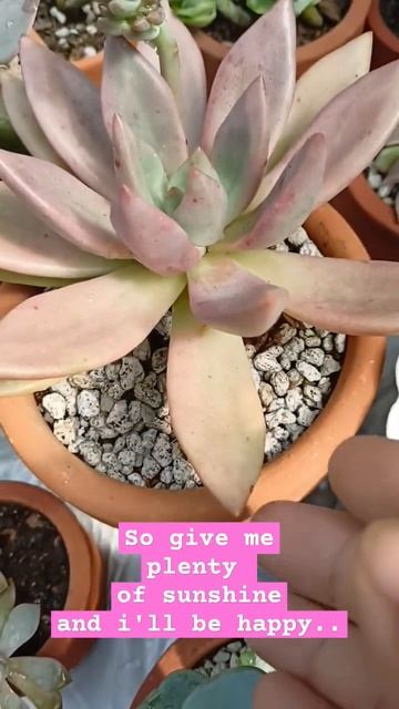 Beautiful Graptoveria 'Ruby Donna' #succulents #plantname #rubydonna смотреть онлайн