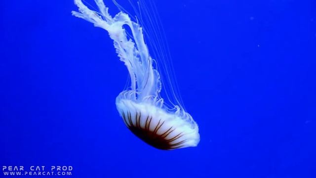 Ortie Atlantique - Pastille à Pairi Daiza ( Chrysaora quinquecirrha ) смотреть онлайн