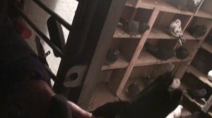 Летные голуби Мелитополя на полигон