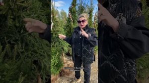 Чем отличается Ёлка от Пихты