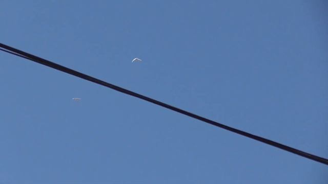 Проверка Молодых Голубей По Отдельности,Checking Young Pigeons Individually!!! смотреть онлайн