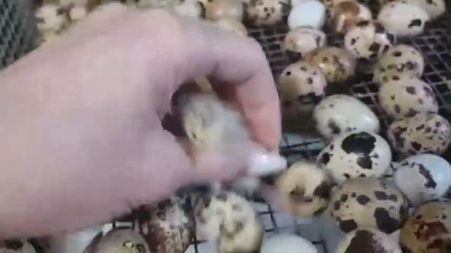Рождение перепелят.