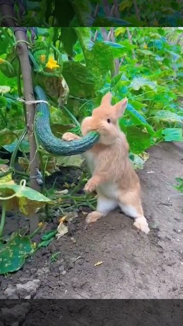 Кролик ест огурцы смотреть онлайн