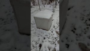 мандарины зимой в открытом грунте
