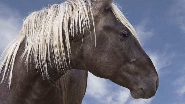 Rocky Mountain Horses – Everything You Need to Know смотреть онлайн