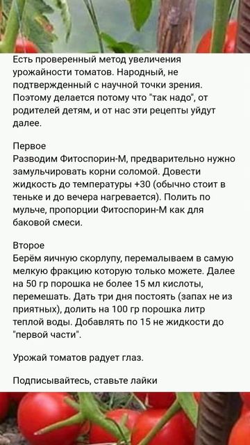 Сенная палочка способ заливать сено и увеличить урожай томатов с помощью яичной скорлупы и уксуса