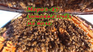 МОРОЗ-27, КАК ЗИМУЮТ ПЧЁЛЫ НА ВОЛЕ В КОНЦЕ ФЕВРАЛЯ, СЕМЬЯ С РАСПЛОДОМ