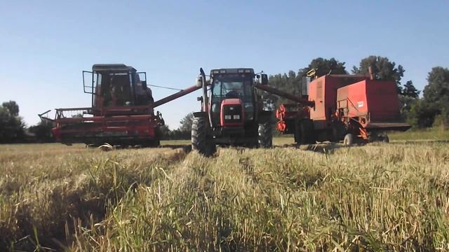 Żniwa 2018 (2x Bizon z056 i Massey Ferguson 6255 & Autosan d47) смотреть онлайн