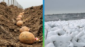 Аграрии Таджикистана начали посадку картофеля. Снежный буран и шторм в Казахстане. Погода в СНГ