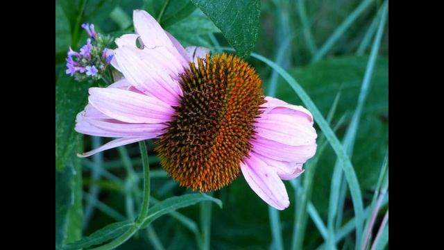 Sustainable Garden Month 2021- Gardening for Wildlife Tour pt. 2 смотреть онлайн