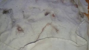 Холодное копчение карпа в домашних условиях