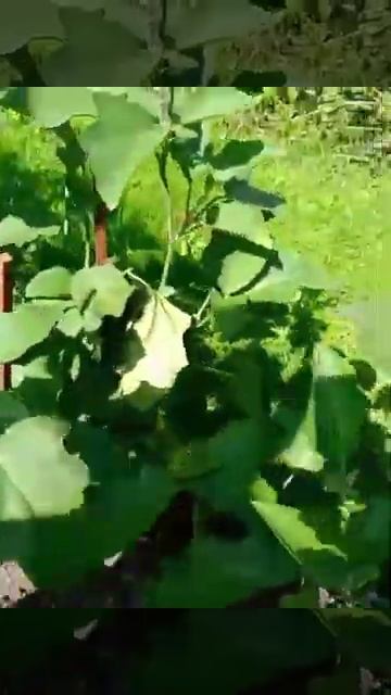 Выращиваем баклажаны в открытом грунте. Урожай 2021 года. смотреть онлайн