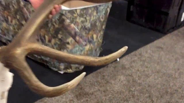 One of the Biggest Typical Elk Found Dead смотреть онлайн