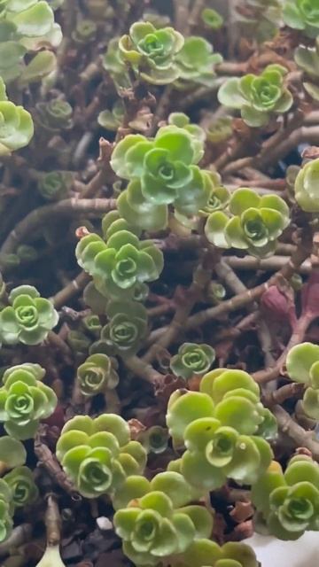 Sedum spurium 'John Creech' смотреть онлайн