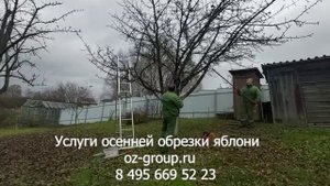 Услуги осенней обрезки яблони на даче. Выезд Агрономов по Москве и области. Звоните и заказывайте!