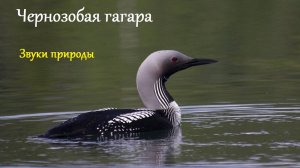 Чернозобая гагара. Звуки природы