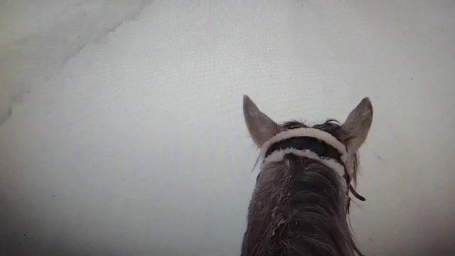 я еду верхом ❤️💗🐎 смотреть онлайн