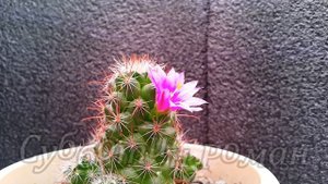 Цветок кактуса