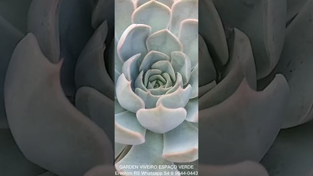 ECHEVERIA #ORION смотреть онлайн