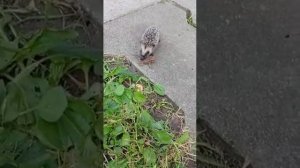 маленький ёжик против лягушки