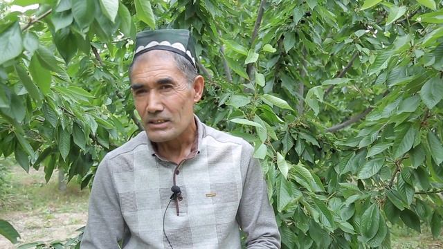 Гилос дарахтининг қуриб қолиши смотреть онлайн