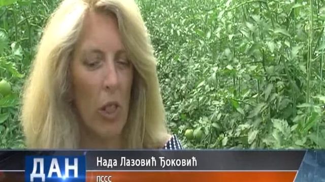 25 07 2016 RTV Vranje Dani polja paradajza смотреть онлайн