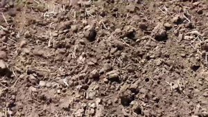 #Обзор поля после боронования.