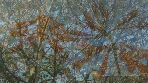 Листопадный вальс. Стихи и видеомонтаж мои. Музыка Игоря Двуреченского