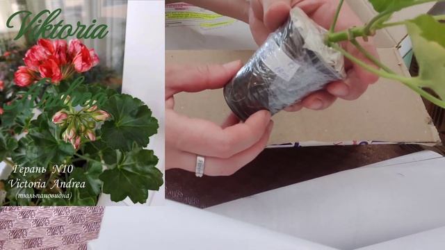 Кімнатні рослини🪴Велика рзпаковка📦Рослини для мами.🌱🌷 #розпаковка #посилка #рослини #фіалки