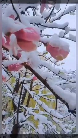 🎼🎼🎼🎼🎼🎼🎼🎼

И пусть всё будет хорошо, 
И за окном, и в жизни и в душе.
Елена Митрофанова