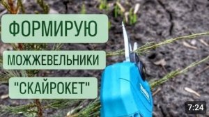 ФОРМИРУЮ МОЖЖЕВЕЛЬНИКИ "СКАЙРОКЕТ". 5.03.2024г.