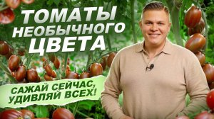 337. КОРИЧНЕВЫЕ ТОМАТЫ_ ВКУС, УРОЖАЙ И ПОЛЬЗА - УНИКАЛЬНЫЕ ГИБРИДЫ С ВЫСОКИМ СОДЕРЖАНИЕМ ЛИКОПИНА