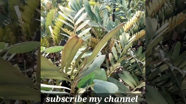 Zamia palm/ cardboard palm смотреть онлайн