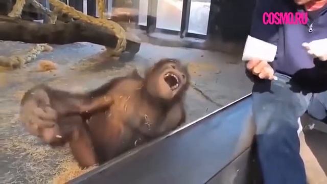 Обезьяна наблюдает за фокусом🙊🙈 смотреть онлайн