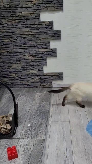 Зачем кошка лижет кирпичи? #shorts #cat #питомец #кирпич #кошка #love #katze #catwoman #catworld смотреть онлайн