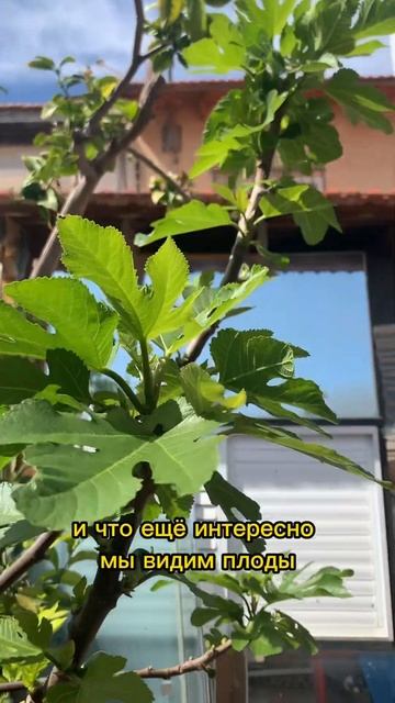 Что такое смоковница