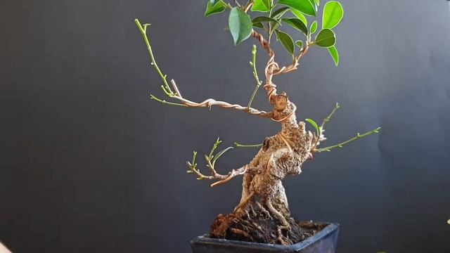 Severe Ficus Bonsai Defoliation - The Leaves Must Go! смотреть онлайн