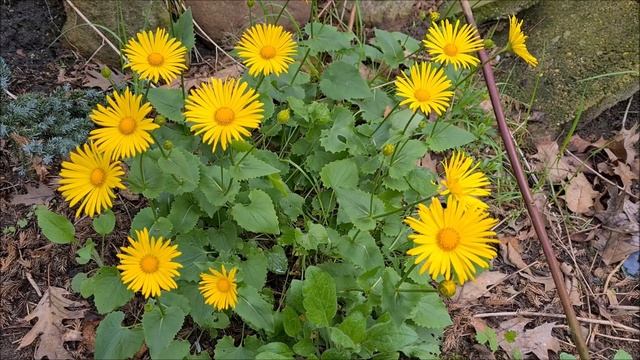 Kwiaty cz. I смотреть онлайн