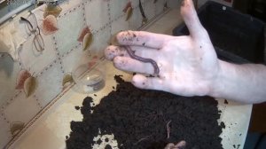Селекция червя с избранными внешними признаками. Selection of a worm with certain external features.