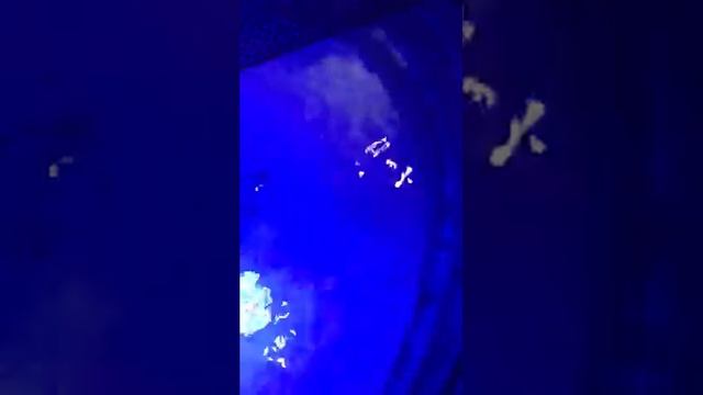 Smooth hound shark смотреть онлайн