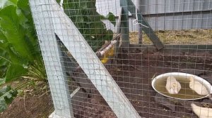 Завёл индоуток