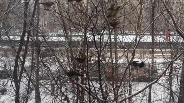 Рябина смотреть онлайн